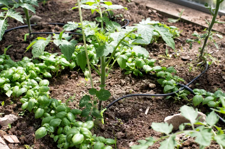 How to Grow Basil Seeds: Top Tips for Success